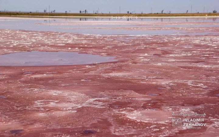 Розовая соль на лимане возле Поповки